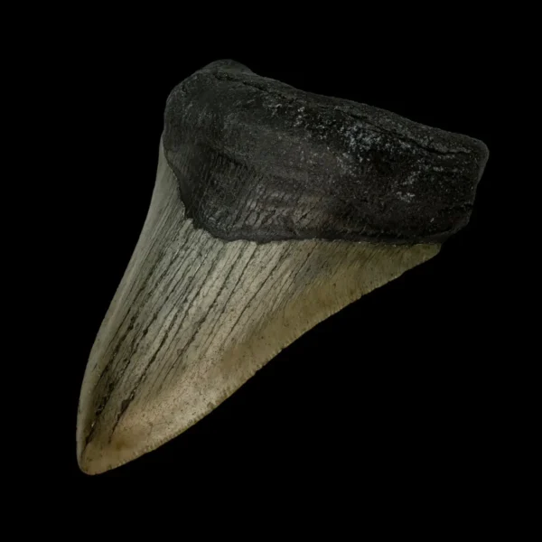 4.35" Megalodon Tooth Fossil - Image 3