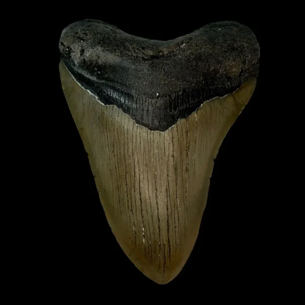 4.76" Megalodon Tooth Fossil
