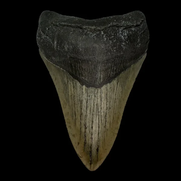 4.35" Megalodon Tooth Fossil
