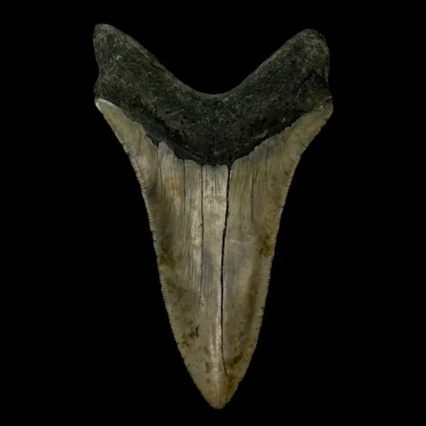 5.56" Serrated Megalodon Tooth Fossil - Image 2