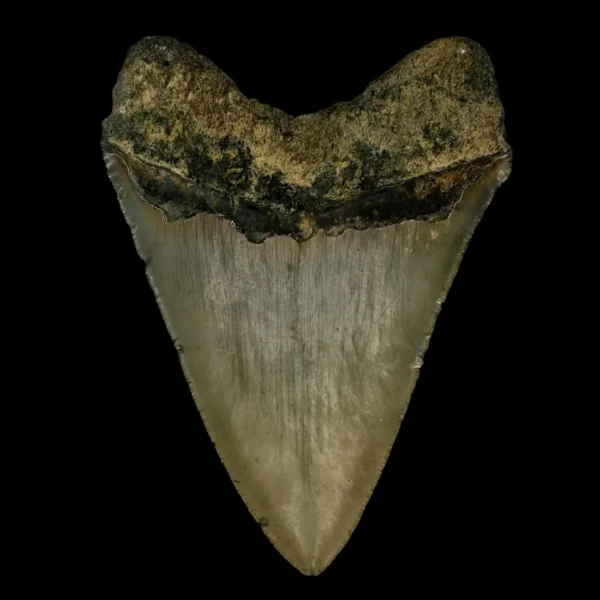 4.78" Megalodon Tooth Fossil - Image 2