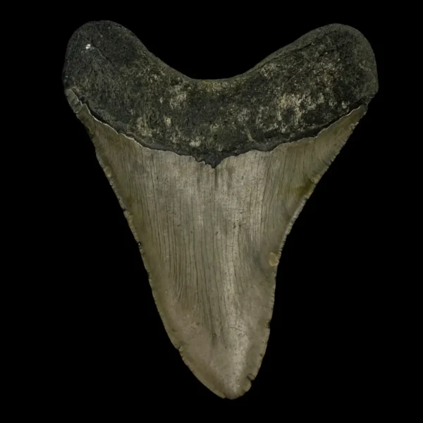 4.44" Megalodon Tooth Fossil - Image 2