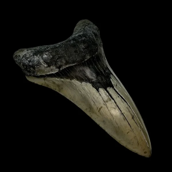 5.56" Serrated Megalodon Tooth Fossil - Image 4