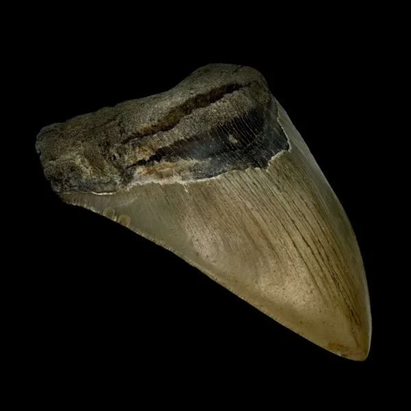 4.78" Megalodon Tooth Fossil - Image 4