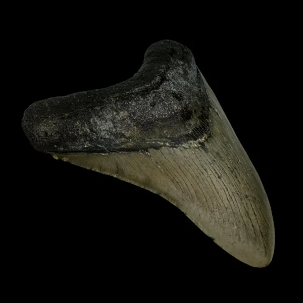 4.44" Megalodon Tooth Fossil - Image 4