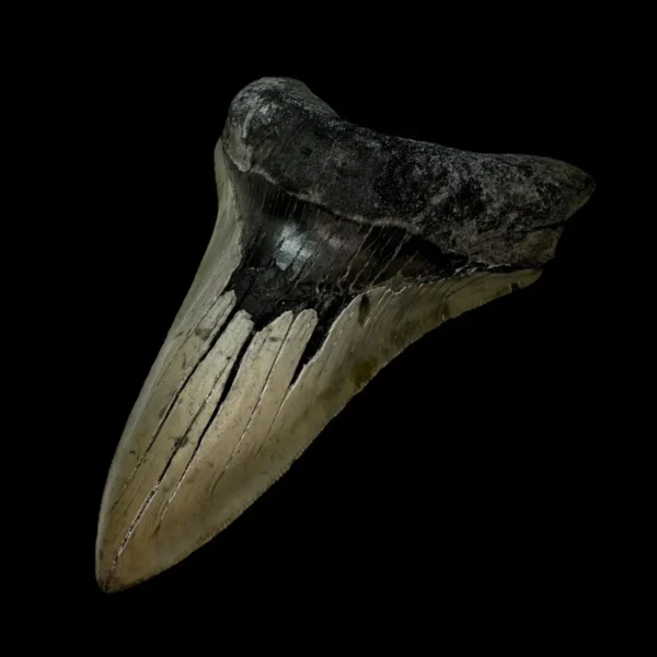 5.56" Serrated Megalodon Tooth Fossil - Image 3