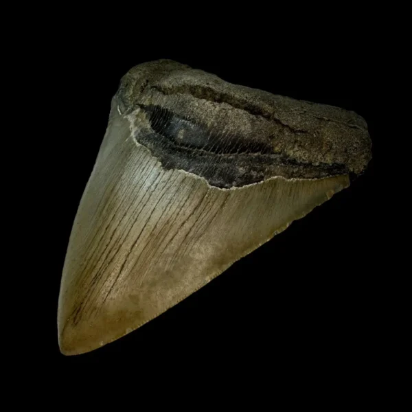 4.78" Megalodon Tooth Fossil - Image 3