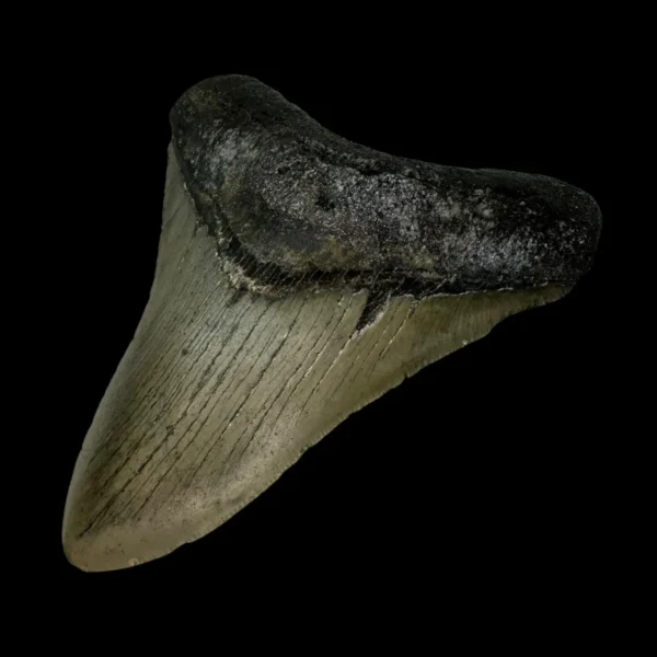 4.44" Megalodon Tooth Fossil - Image 3