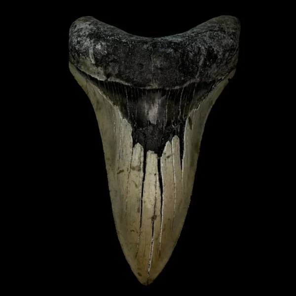 5.56" Serrated Megalodon Tooth Fossil