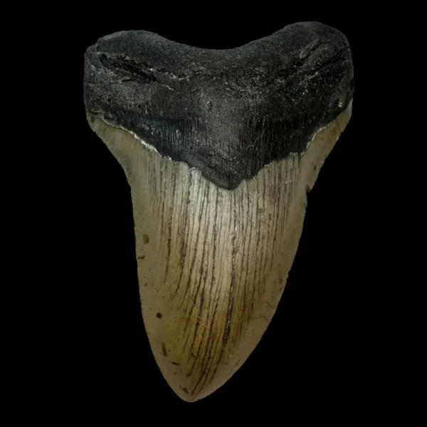 4.85" Megalodon Tooth Fossil