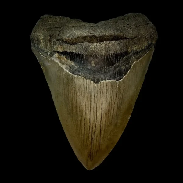 4.78" Megalodon Tooth Fossil