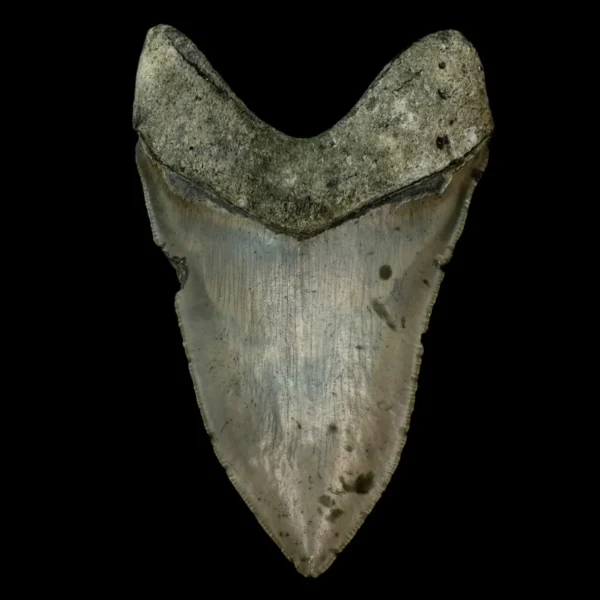 5.32" Serrated Megalodon Tooth Fossil - Image 2