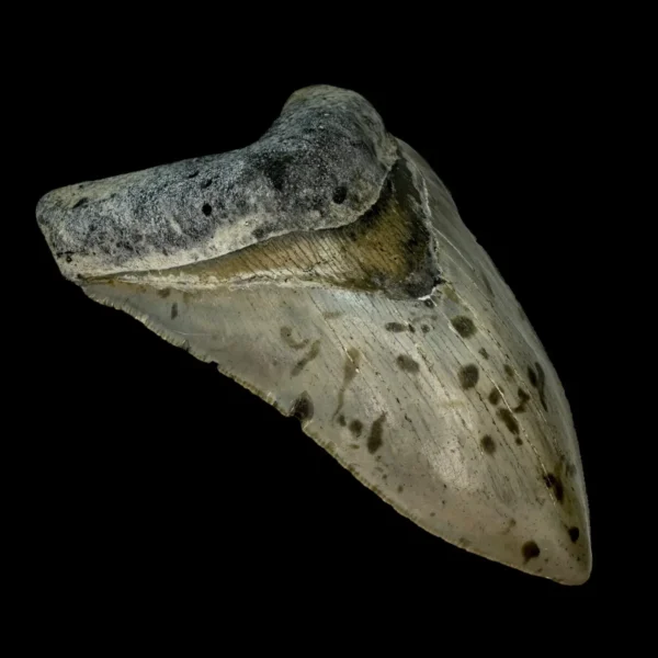 5.32" Serrated Megalodon Tooth Fossil - Image 4
