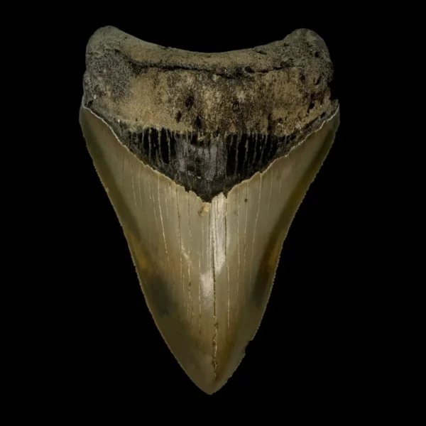 4.27" Serrated Megalodon Tooth Fossil