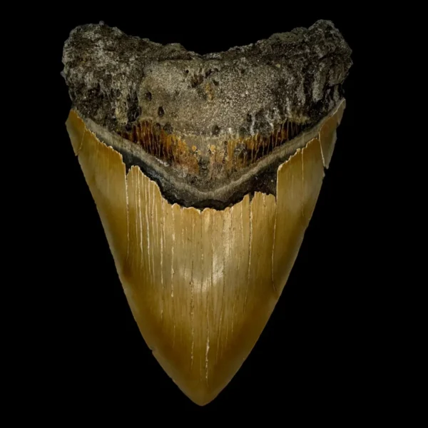 5.38" Serrated Megalodon Tooth Fossil