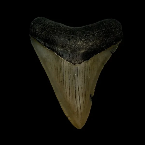 3.09" Megalodon Tooth Fossil