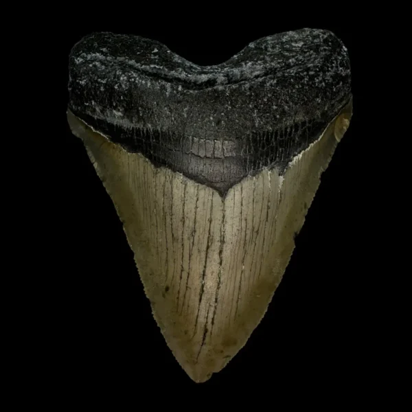 3.93" Megalodon Tooth Fossil