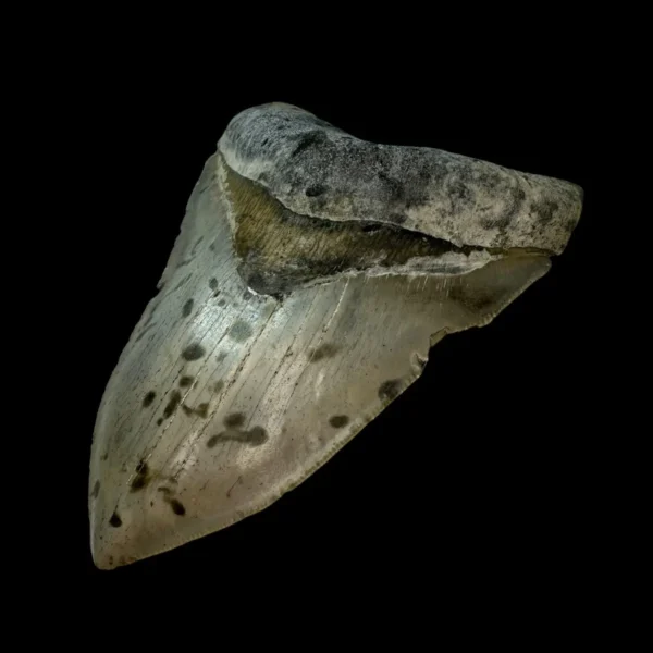 5.32" Serrated Megalodon Tooth Fossil - Image 3