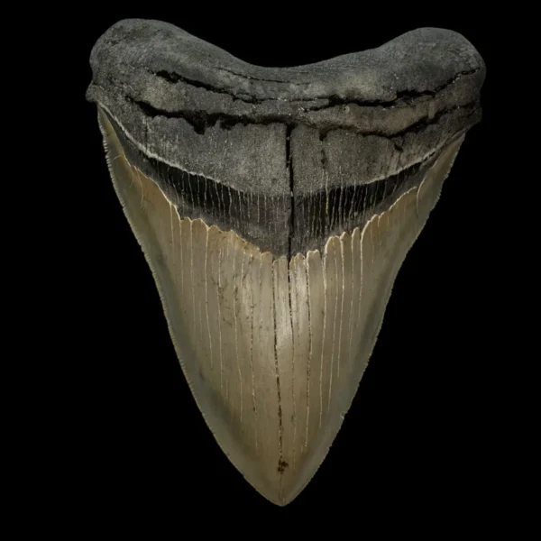 5.81" Serrated Megalodon Tooth Fossil