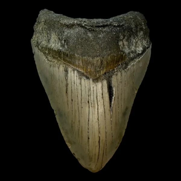 4.71" Megalodon Tooth Fossil