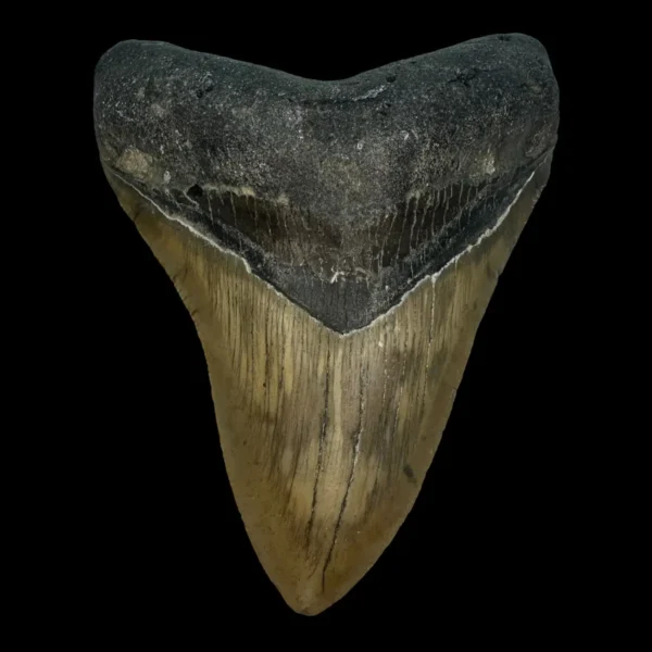 4.74" Megalodon Tooth Fossil