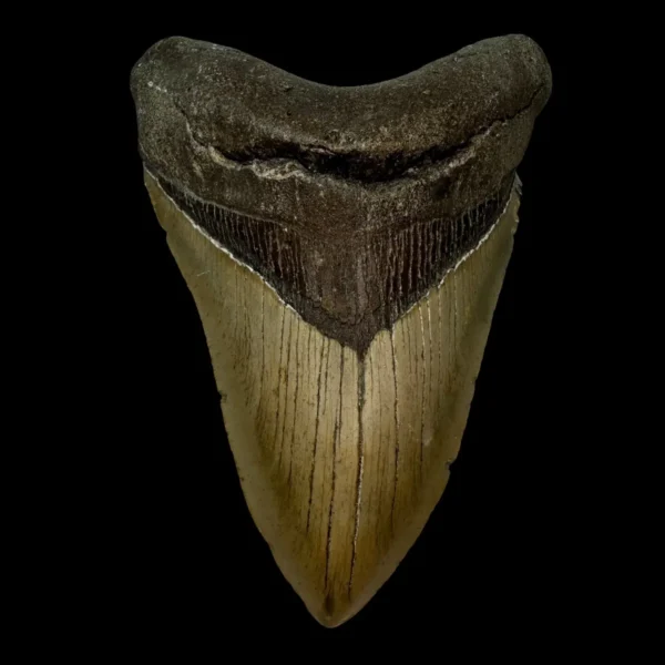 5.23" Megalodon Tooth Fossil