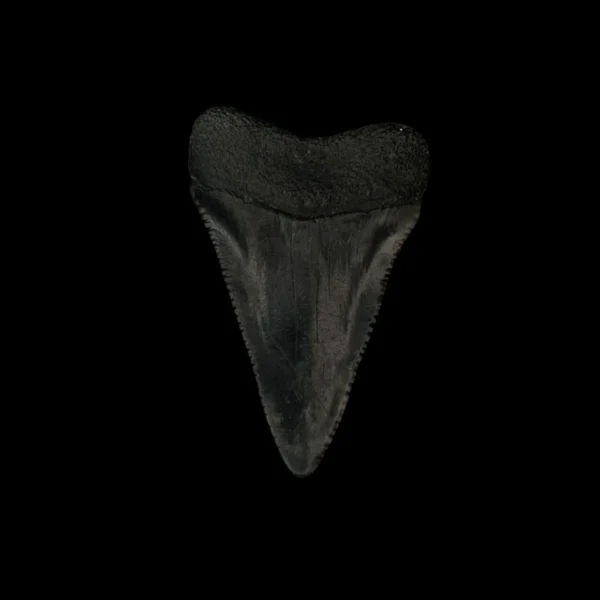 Great White Tooth Fossil 1.90" - Image 2