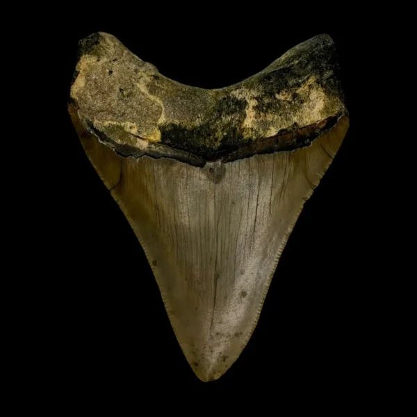 3.73" Megalodon Tooth Fossil - Image 2