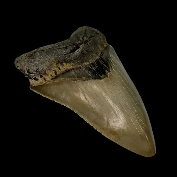 4.65" Serrated Megalodon Tooth Fossil - Image 4