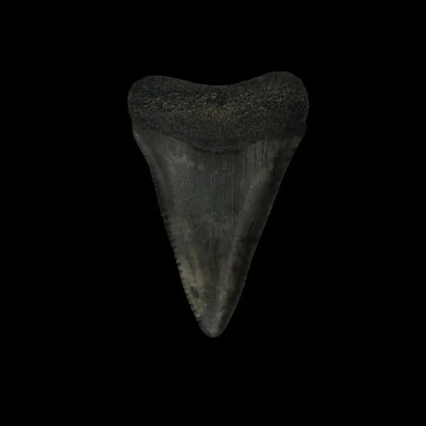 Great White Tooth Fossil 1.90"