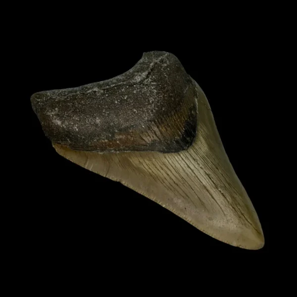 3.73" Megalodon Tooth Fossil - Image 4