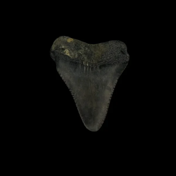 Great White Tooth Fossil 1.50" - Image 2
