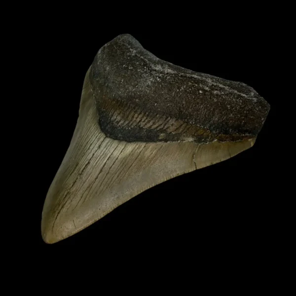 3.73" Megalodon Tooth Fossil - Image 3