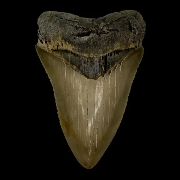 4.65" Serrated Megalodon Tooth Fossil