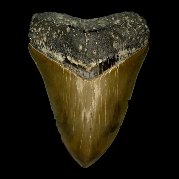 5.06" Serrated Megalodon Tooth Fossil