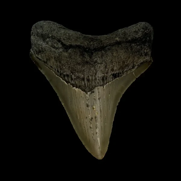 3.09" Megalodon Tooth Fossil
