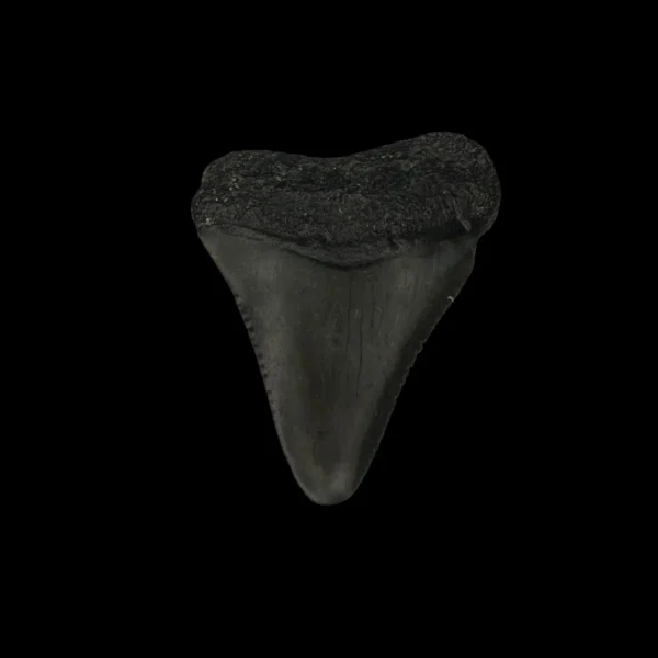 Great White Tooth Fossil 1.50"