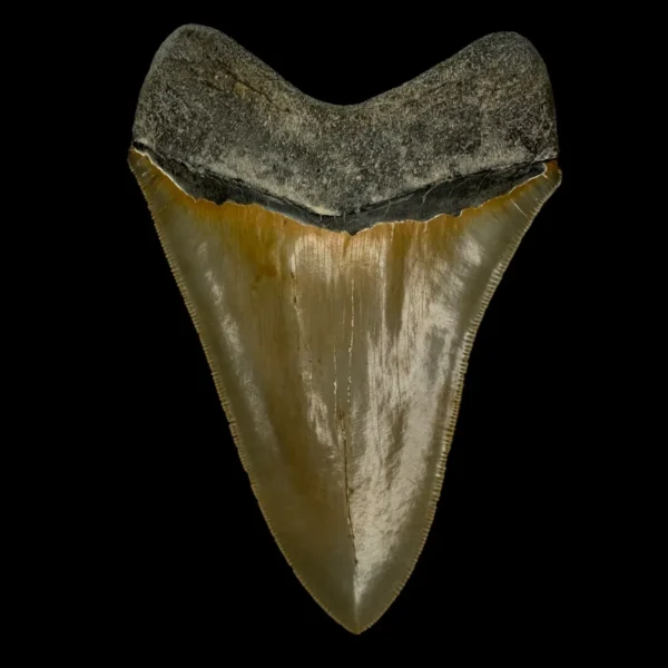 4.83" Serrated Megalodon Tooth Fossil - Image 2