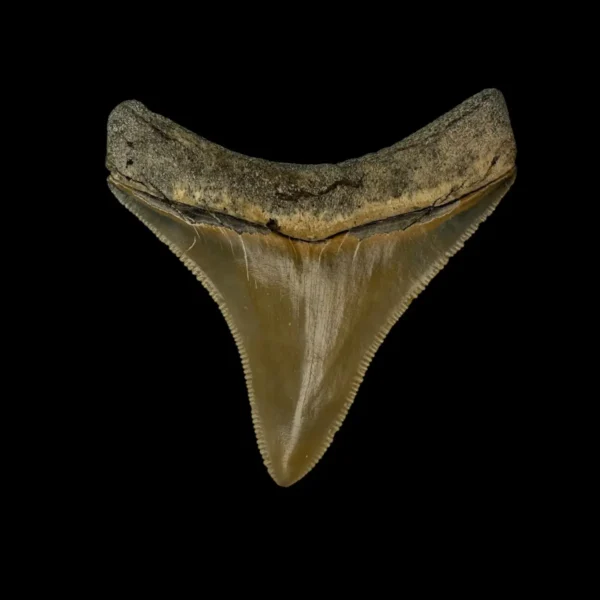 2.70" Serrated Megalodon Tooth Fossil - Image 2