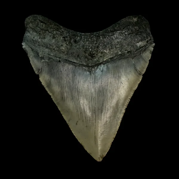 4.22" Serrated Megalodon Tooth Fossil - Image 2