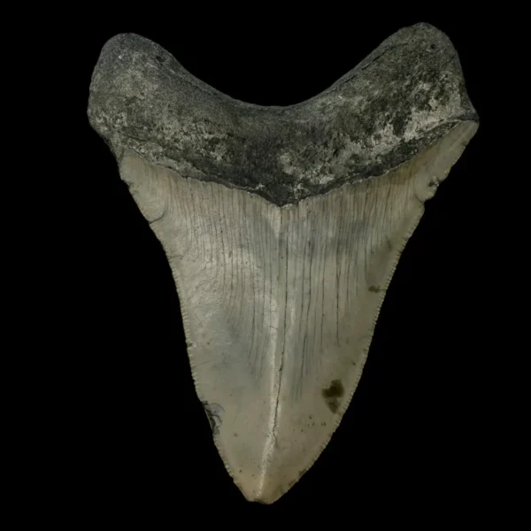 4.29" Megalodon Tooth Fossil - Image 2