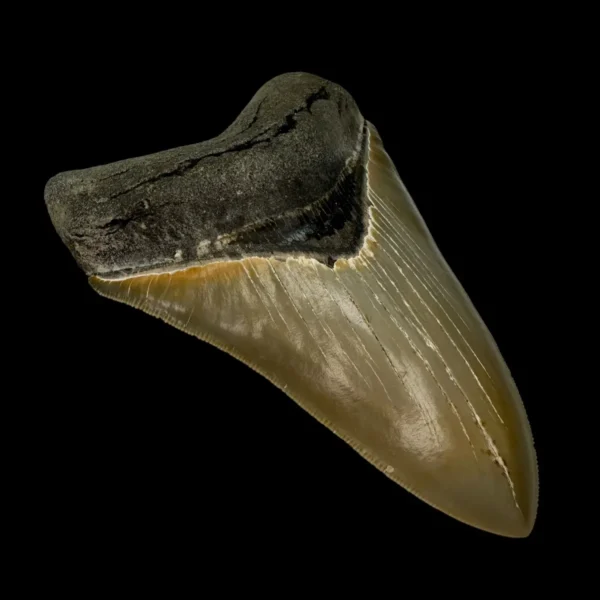 4.83" Serrated Megalodon Tooth Fossil - Image 4