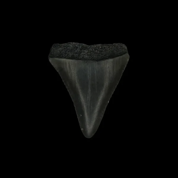 Great White Tooth Fossil 1.50"