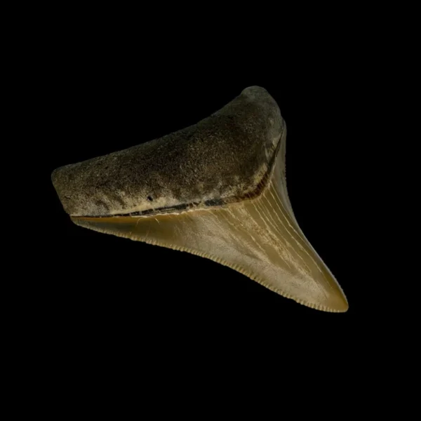 2.70" Serrated Megalodon Tooth Fossil - Image 4