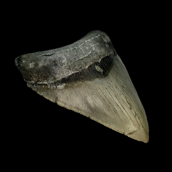 4.22" Serrated Megalodon Tooth Fossil - Image 4
