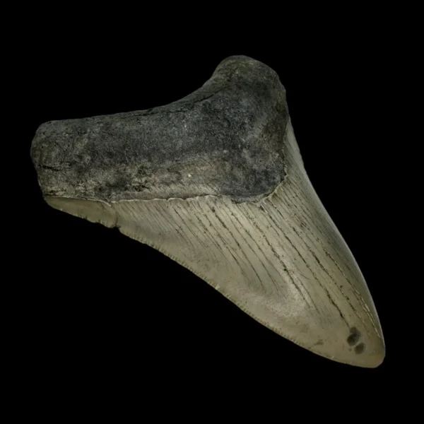 4.29" Megalodon Tooth Fossil - Image 4