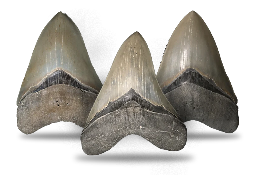 the-tooths-the-fossil