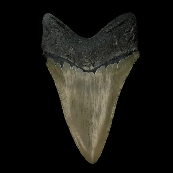 4.45" Serrated Megalodon Tooth Fossil - Image 2