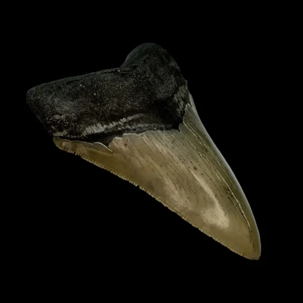 4.45" Serrated Megalodon Tooth Fossil - Image 4