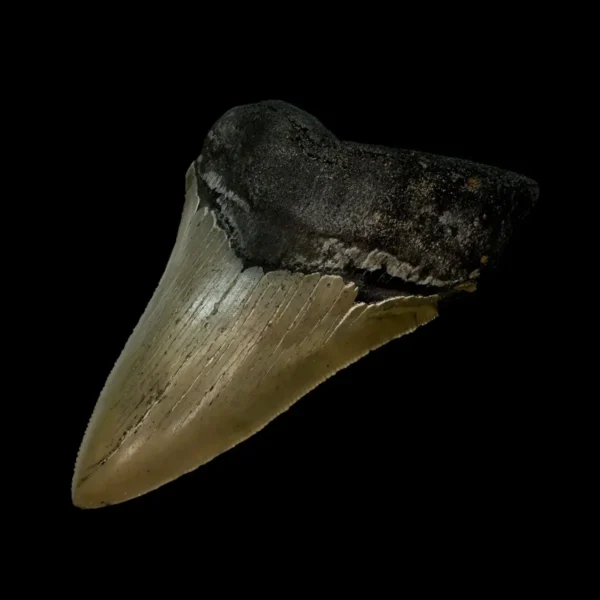 4.45" Serrated Megalodon Tooth Fossil - Image 3